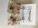 'Flowers from Home' Earrings