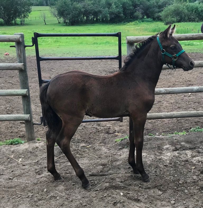 2018 Stud Colt - Mystik's Smokin Ace (Tangowood's Wings of War x Mystik's Highview Destiny) - Whitehorse, Yukon
