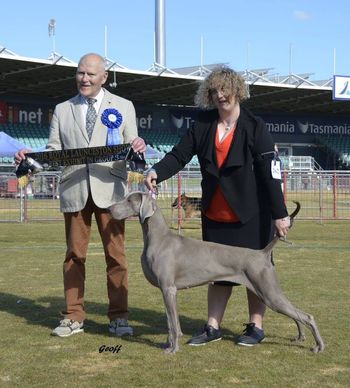 Sam winning BEST IN GROUP Launceston Royal 2016
