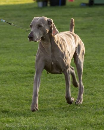 Charli at 8 years 8 months on her way to leading Ghostwind to winning BREEDERS TEAM at 2017 Weimaraner National
