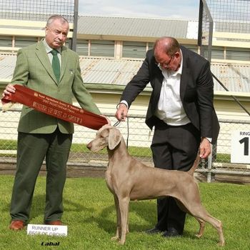 Charli RUBIG Hobart Royal 2012 under International Gundog Specialist Mr F Kane (UK). Photo Barbara Killworth (CABAL)
