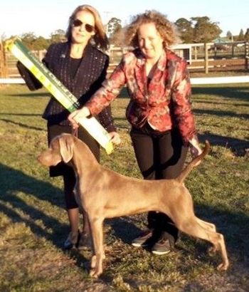 Dom winning PUPPY IN SHOW under Gundog Specialist Ms J Salvestrin (NSW)
