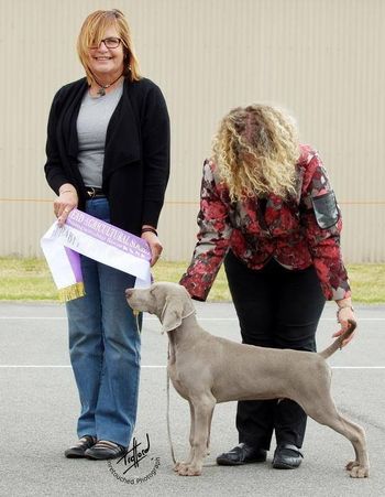 Nixon winning  BABY PUPPY IN SHOW at 3.5 months
