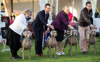 Charli and her stunning Daughters Winning DAM AND PROGENY, BREEDERS TEAM 2017 WEIMARANER NATIONAL
