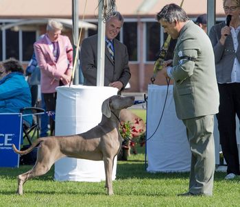 Vegas - Weimaraner National 2017 ably handled by Stefan Sloan
