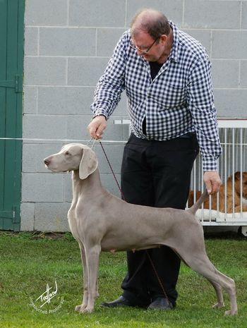 Charli on her way to winning Aust Bred In Show under Mrs C Camac (VIC)
