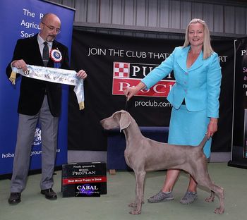 Sam winning BEST MINOR PUPPY IN SHOW Hobart Royal 2015
