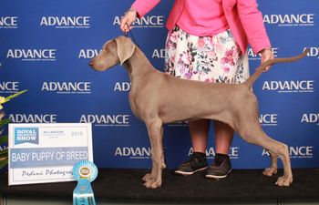 Sam winning Baby Puppy Of Breed Melbourne Royal and Baby Puppy Of The Ring
