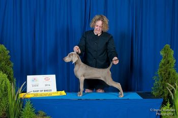 Vegas winning BABY PUPPY OF BREED - Adelaide Royal 2016
