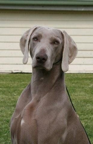 Charli head shot 13 months Hobart Royal 2009 RUBOB/BCC from the Junior Class. Photo Barbra Killworth (CABAL)
