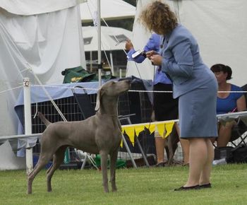 NSW Wei Club Specialty. Photo Narelle Goold
