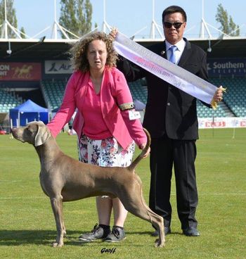 Dom winning AUST BRED IN SHOW at 2015 Launceston Royal at 12.5 months
