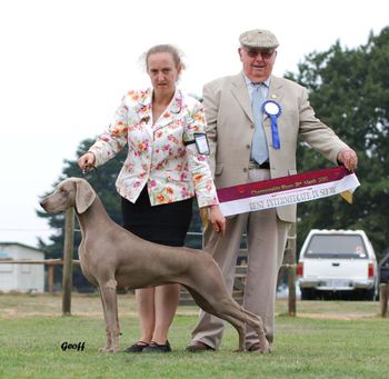 Charli winning Intermediate In Show under Mr K McMillan (NSW) Photo Geoff Blyth
