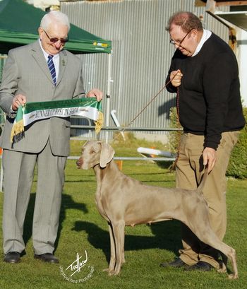 Charli winning RUNNER UP BEST IN SHOW all breeds under Gundog Specialist Mr J Thompson (VIC)
