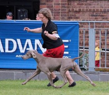 Robbie at 8 month old at Melbourne Royal
