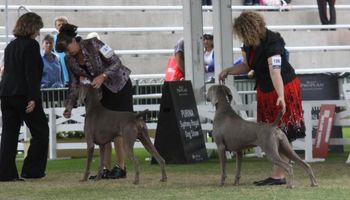 Charli during BOB Judging Sydney Royal 2013.  Photo Narelle Goold
