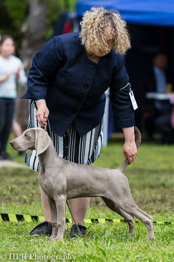 Q at 4 months after winning BABY PUPPY IN GROUP
