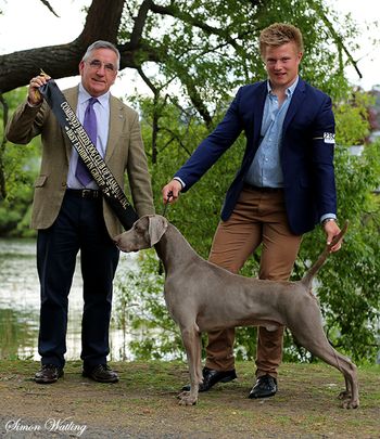 Robbie winning BEST IN GROUP CBDC Dogfest under Gundog Specialist Mr W Douglas (VIC)
