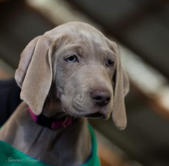 Vegas head shot 9 weeks old
