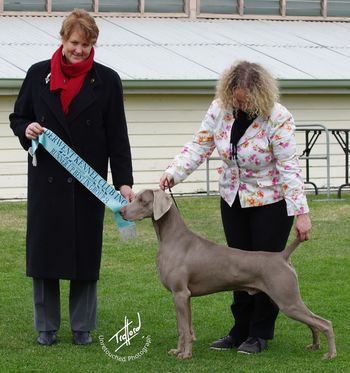 Robbie winning RUNNER UP BEST IN GROUP at 19.5 months under Gundog Specialist Mrs Robyn Wallis (VIC)
