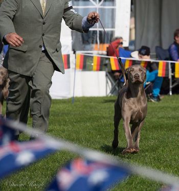 Vegas - Weimaraner National 2017 ably handled by Stefan Sloan
