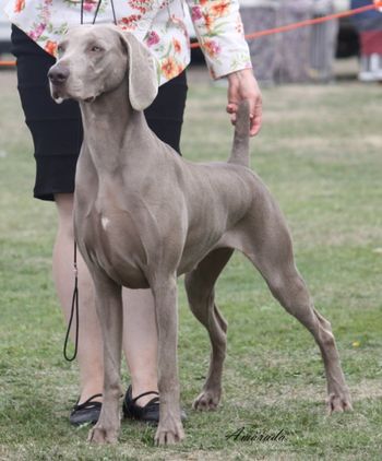 Charli 18 months Intermediate In Show/BOB/BCC and Group shortlist
