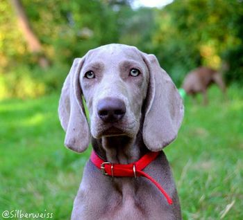 Kristo head shot at 3.5 months
