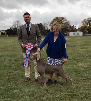 Vegas 12 mths old winning BEST IN SHOW Gundog Club Of Tasmania AM Show under Mr T Atkinson (VIC)
