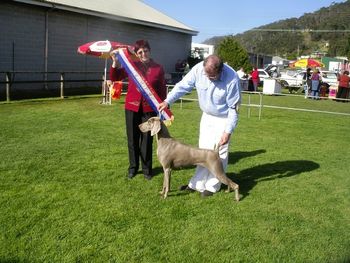 Ch Ghostwind Vivien Leigh winning Best In Show - Judge Lynne Harwood (VIC)
