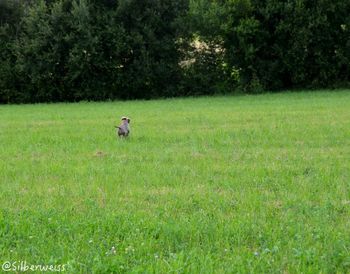 Kristo running to check birds
