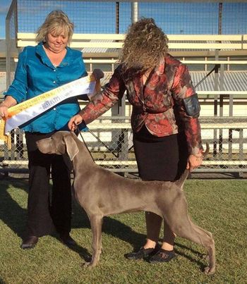 Nixon winning PUPPY IN SHOW at 7.5 months
