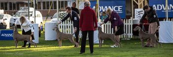 Charli and her stunning daughters in Dam and Progeny 2017 Weimaraner National
