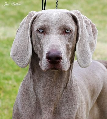 Sam head shot at 8 months
