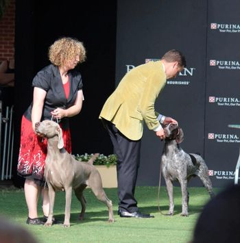 Charli selected Top 8 Gundog Sydney Royal 2013.  Photo Sam Lawler/Jaime Grech
