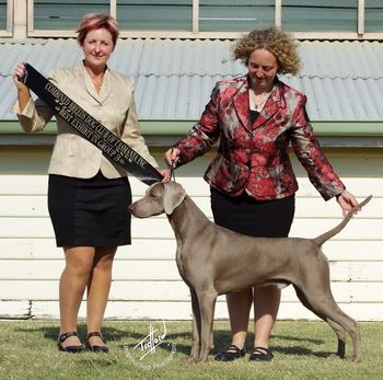 Robbie winning BEST IN GROUP under Gundog Specialist Mrs Robynne Trainor (NZ)

