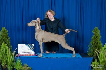 Sam winning BEST OF BREED - Adelaide Royal 2016
