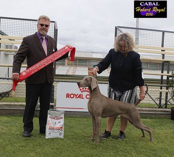 Sam winning State Bred In Group - Hobart Royal 2016
