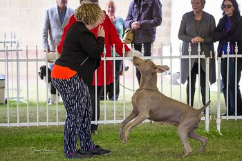 Charli enjoying her time as a veteran at Perth Royal 2016
