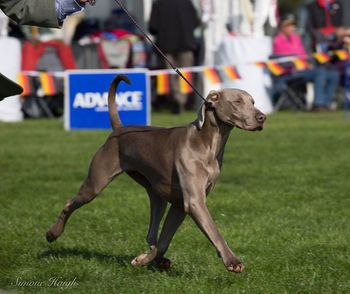 Vegas - Weimaraner National 2017 ably handled by Stefan Sloan
