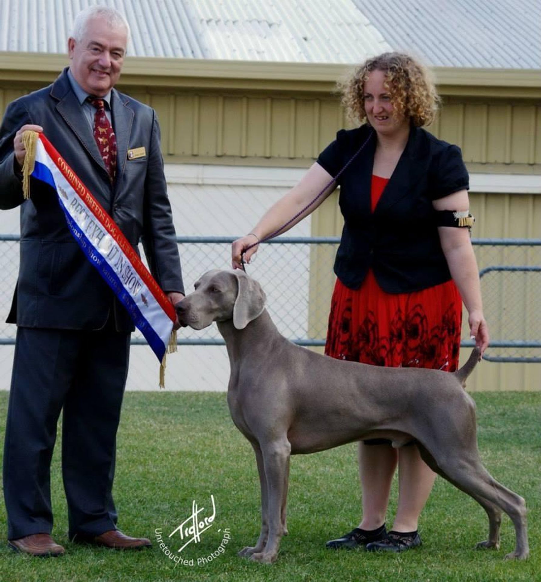 Best best sale weimaraner breeders