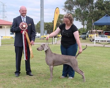 Sam winning PUPPY IN SHOW at NSW Weimaraner Club Champ Show at 11 months
