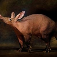 Awesome Aardvark by Alan Moore Music