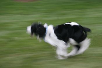 Faster than a speeding dog!
