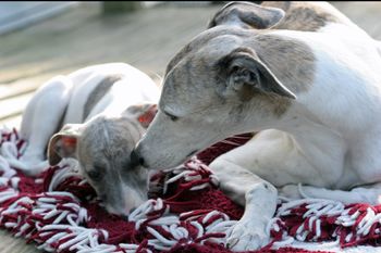 Molly and Little Diamond
