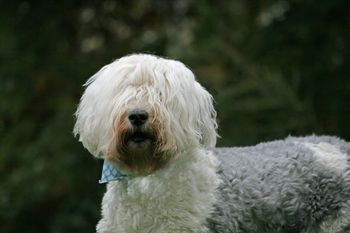 Hobo the Old English Sheepdog
