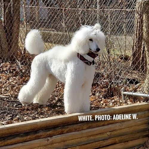 Ice white standard poodle hot sale breeders