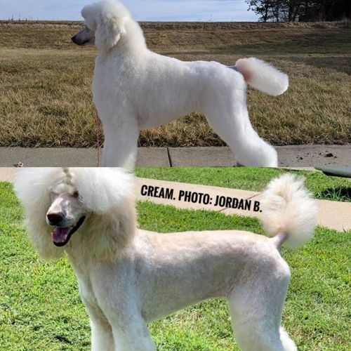 Champagne 2024 standard poodle