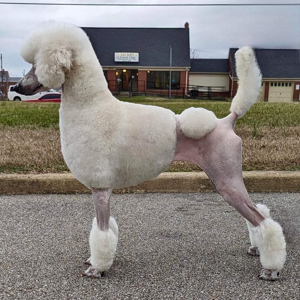 what group are standard poodles in