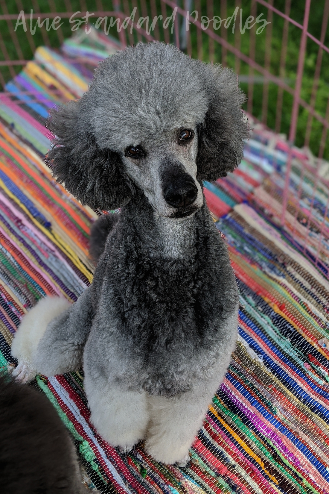 épine é animal knit poodle ブラック é animal knit poodle epine エピヌ épine