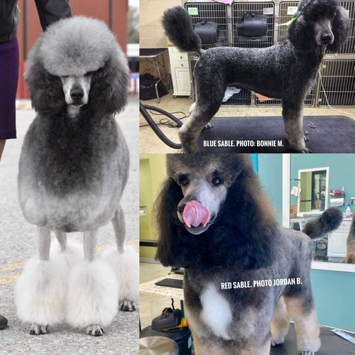 are silver poodles born black